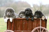 DOGUE DU TIBET 689
